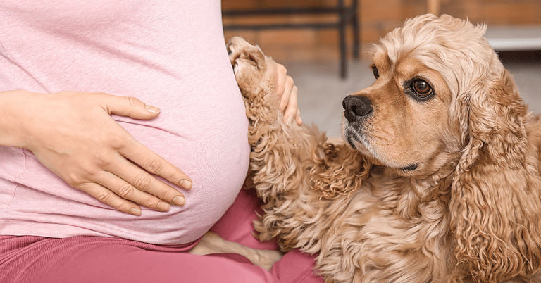Dog looking at pregnant belly, showing changes in dog behaviour during pregnancy and preparing a dog for a baby